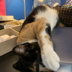 Meet your Posher, Aimee